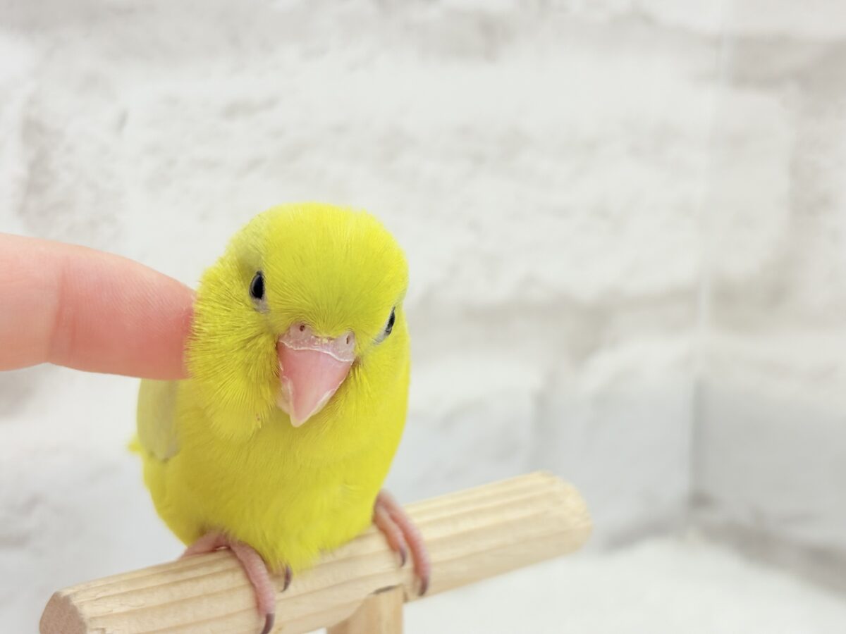 マメルリハ