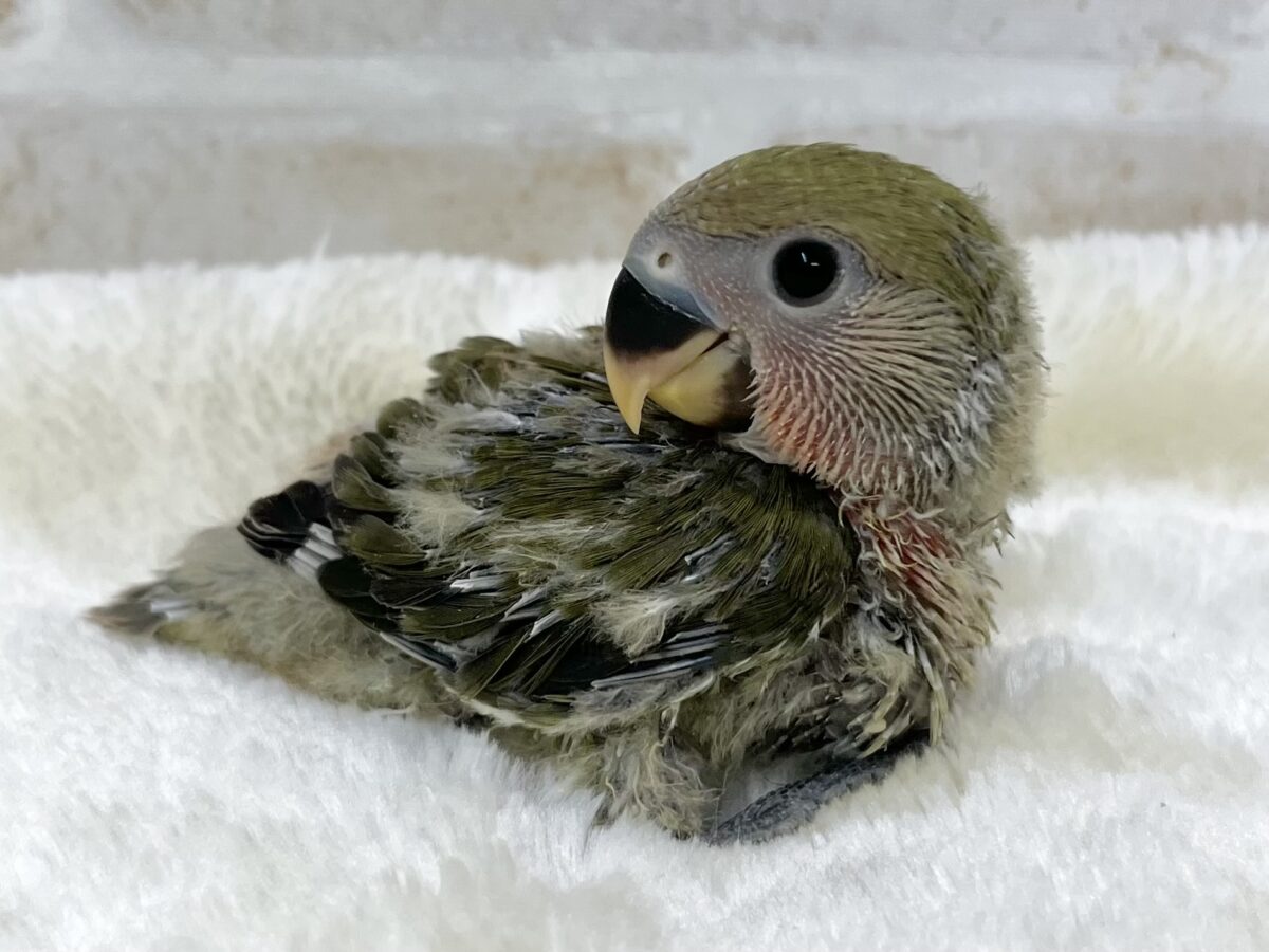 コザクラインコ（小桜インコ）