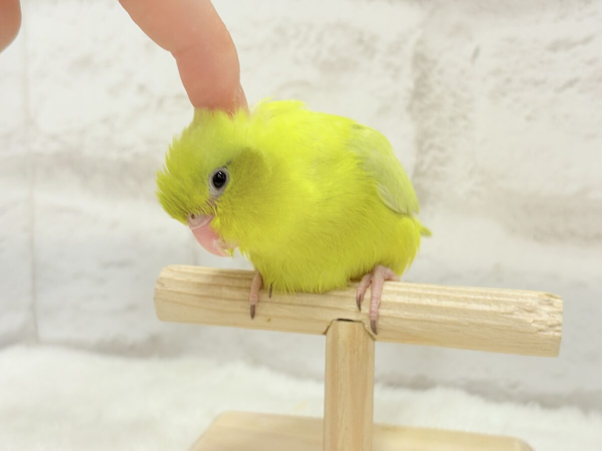 マメルリハ
