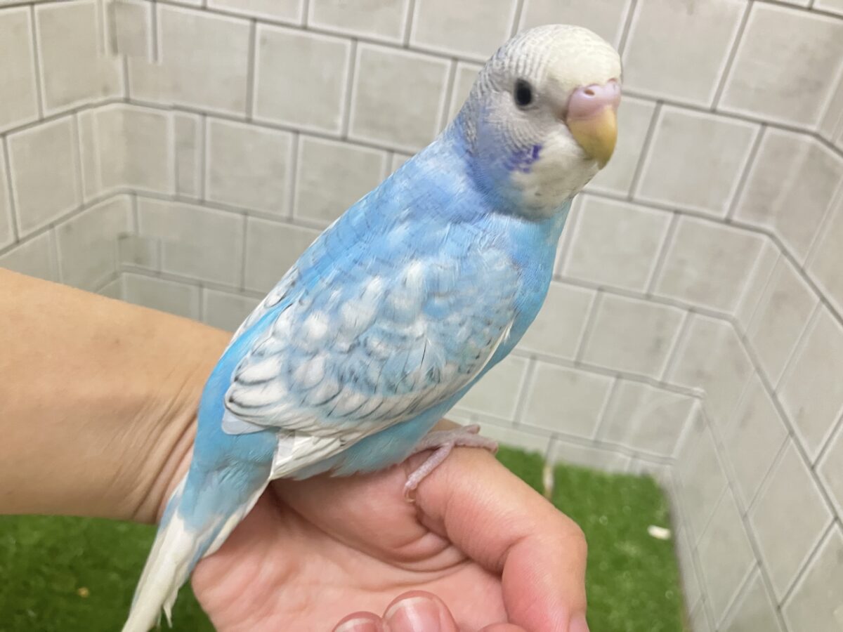 ✨️最新画像✨すかーい満点☀️決めるぜ𝐯𝐢𝐜𝐭𝐨𝐫𝐲❕セキセイインコ(ブルースパングル/2026年6月生まれ) セキセイインコ