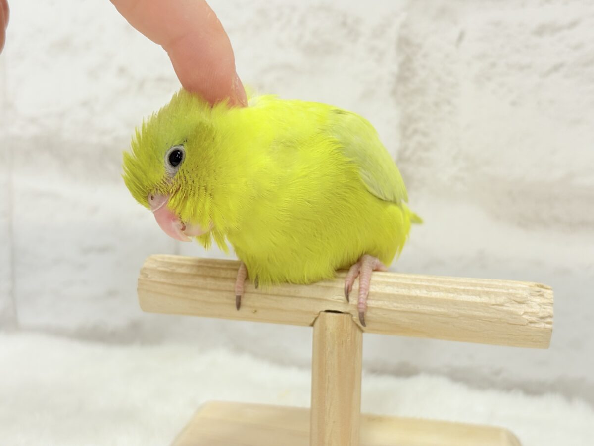 マメルリハ