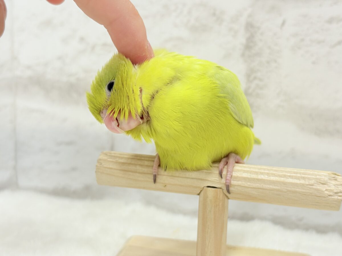 マメルリハ