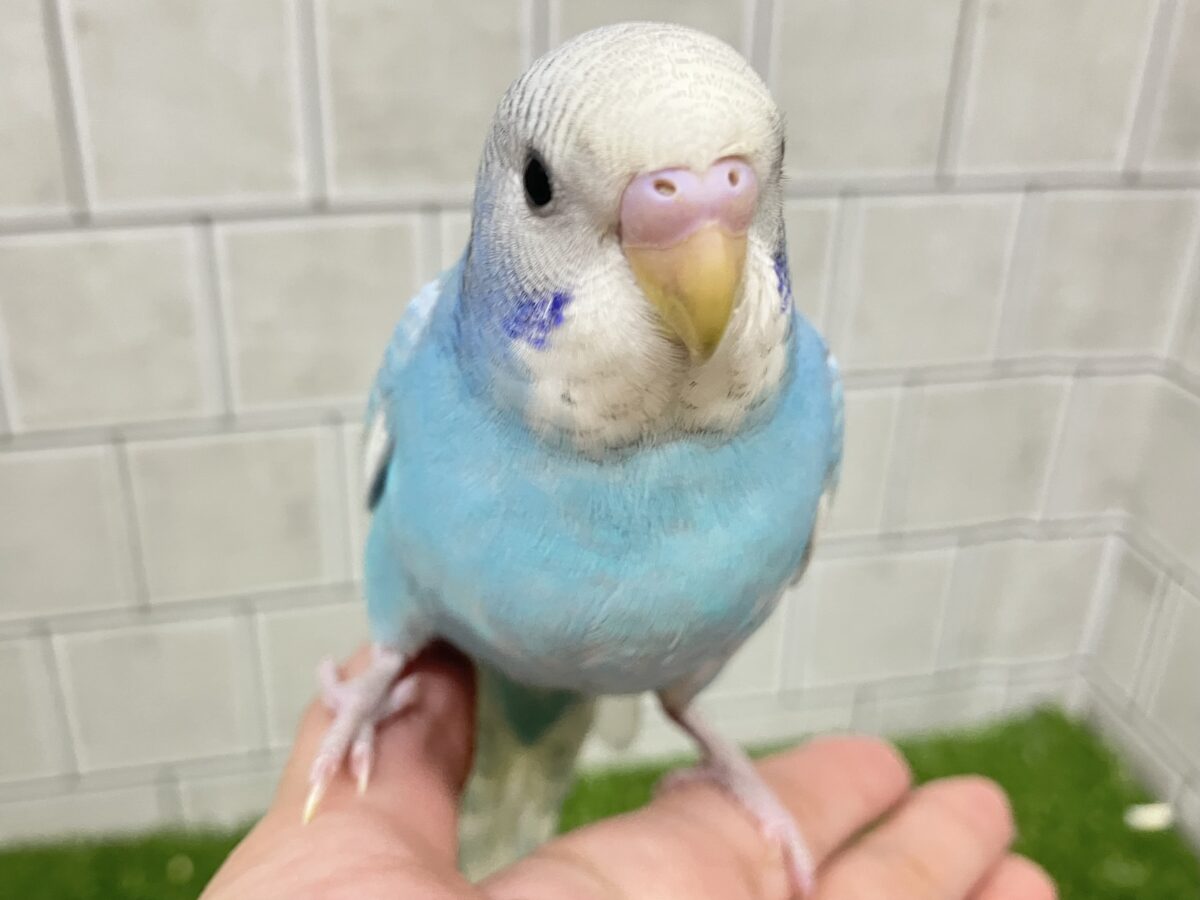 ✨️最新画像✨すかーい満点☀️決めるぜ𝐯𝐢𝐜𝐭𝐨𝐫𝐲❕セキセイインコ(ブルースパングル/2026年6月生まれ) セキセイインコ