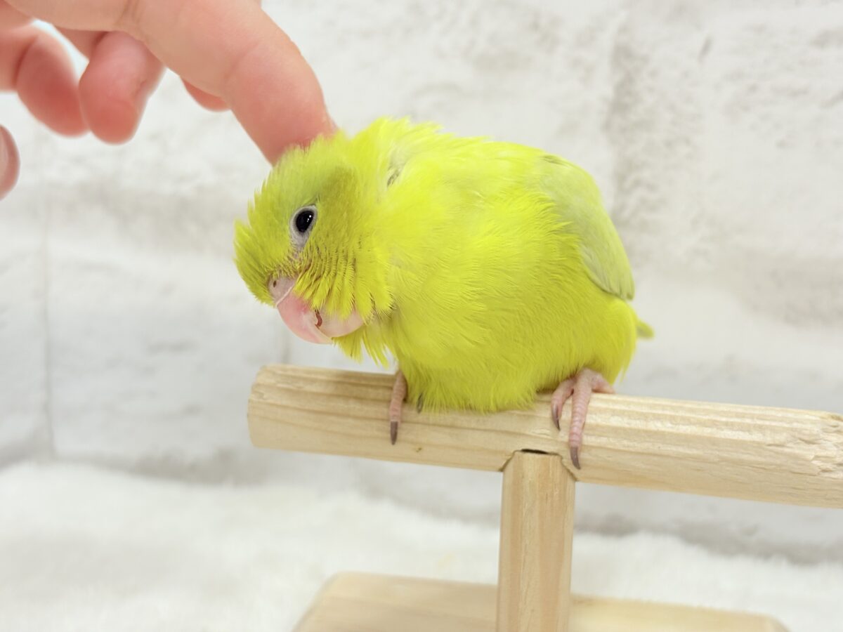 【最新画像更新🪄ひとり餌になりました☆】絶世の美マメがやってきた🐣🫛💖マメルリハ(アメリカンイエロー) 女の子 ヒナ マメルリハ