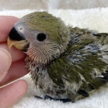 オリーブさん🫒🌱　コザクラインコ（オリーブ）