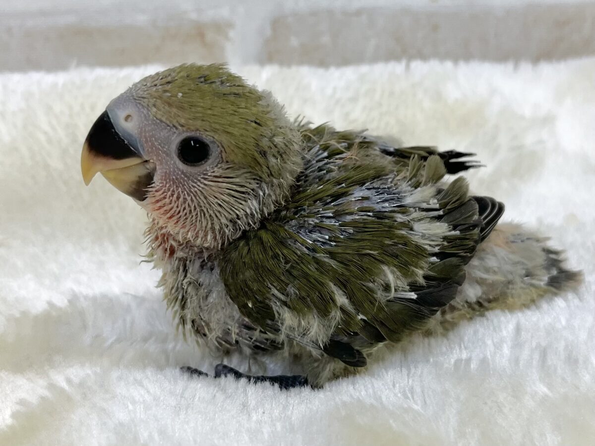 コザクラインコ（小桜インコ）