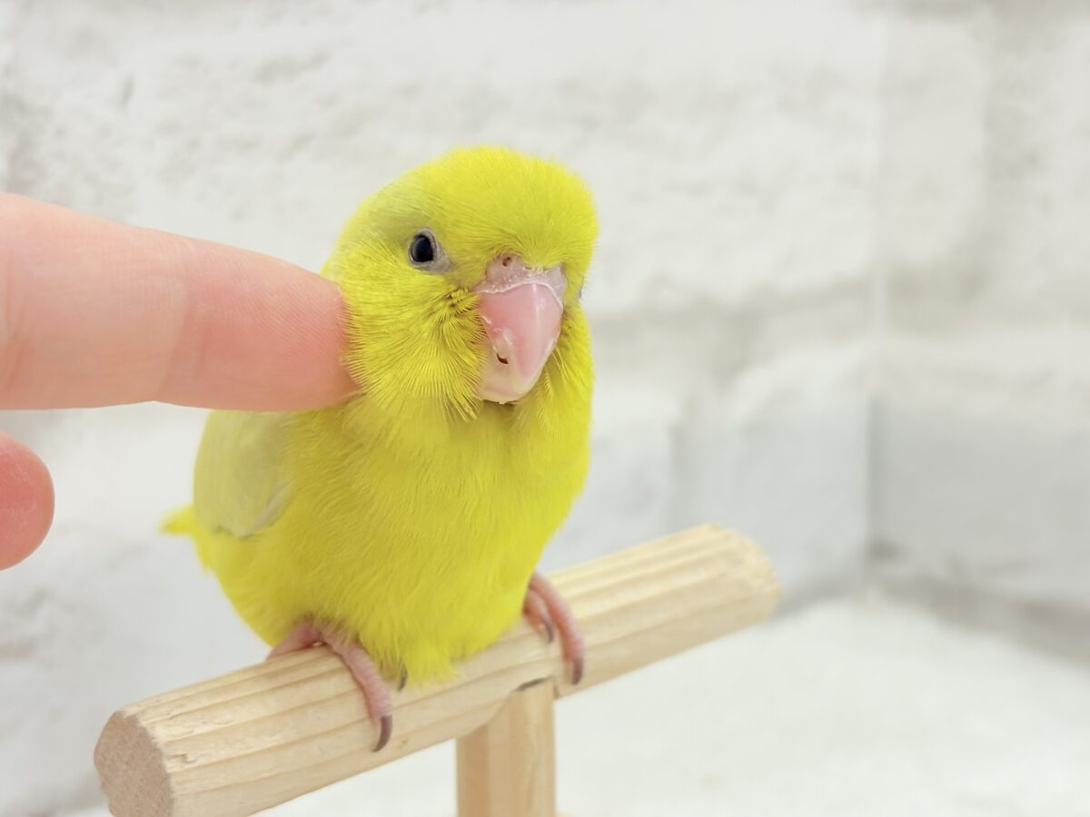 【最新画像更新🪄ひとり餌になりました☆】絶世の美マメがやってきた🐣🫛💖マメルリハ(アメリカンイエロー) 女の子 ヒナ マメルリハ