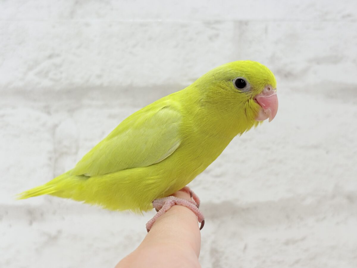 マメルリハ