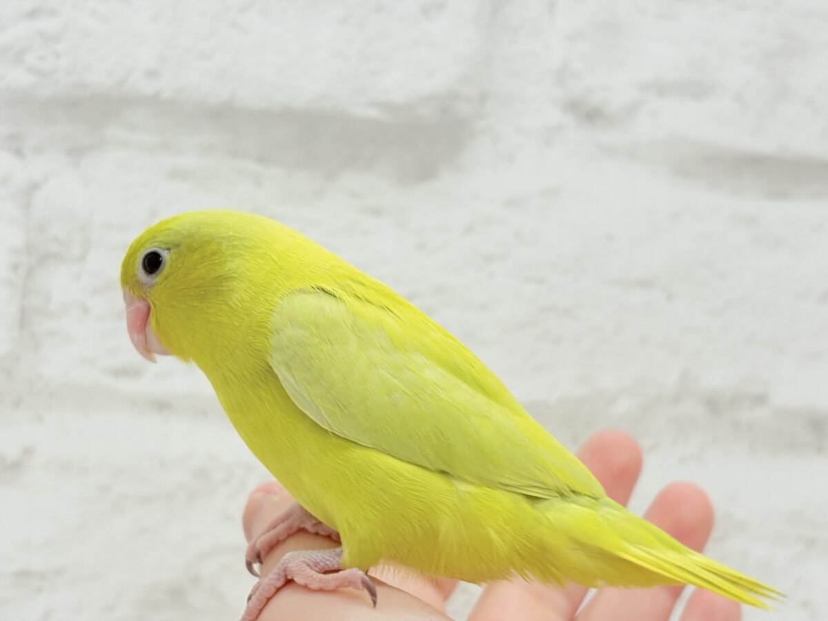 マメルリハ