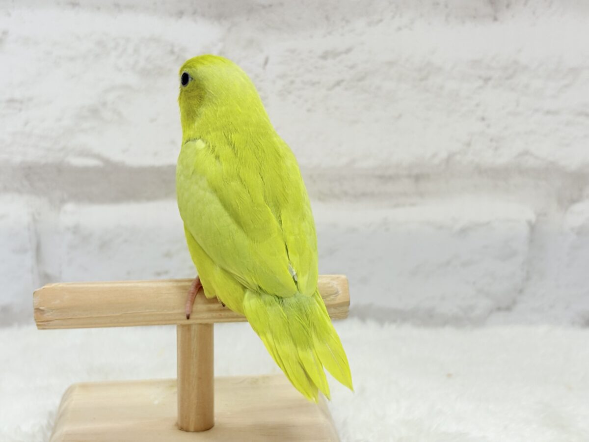 マメルリハ