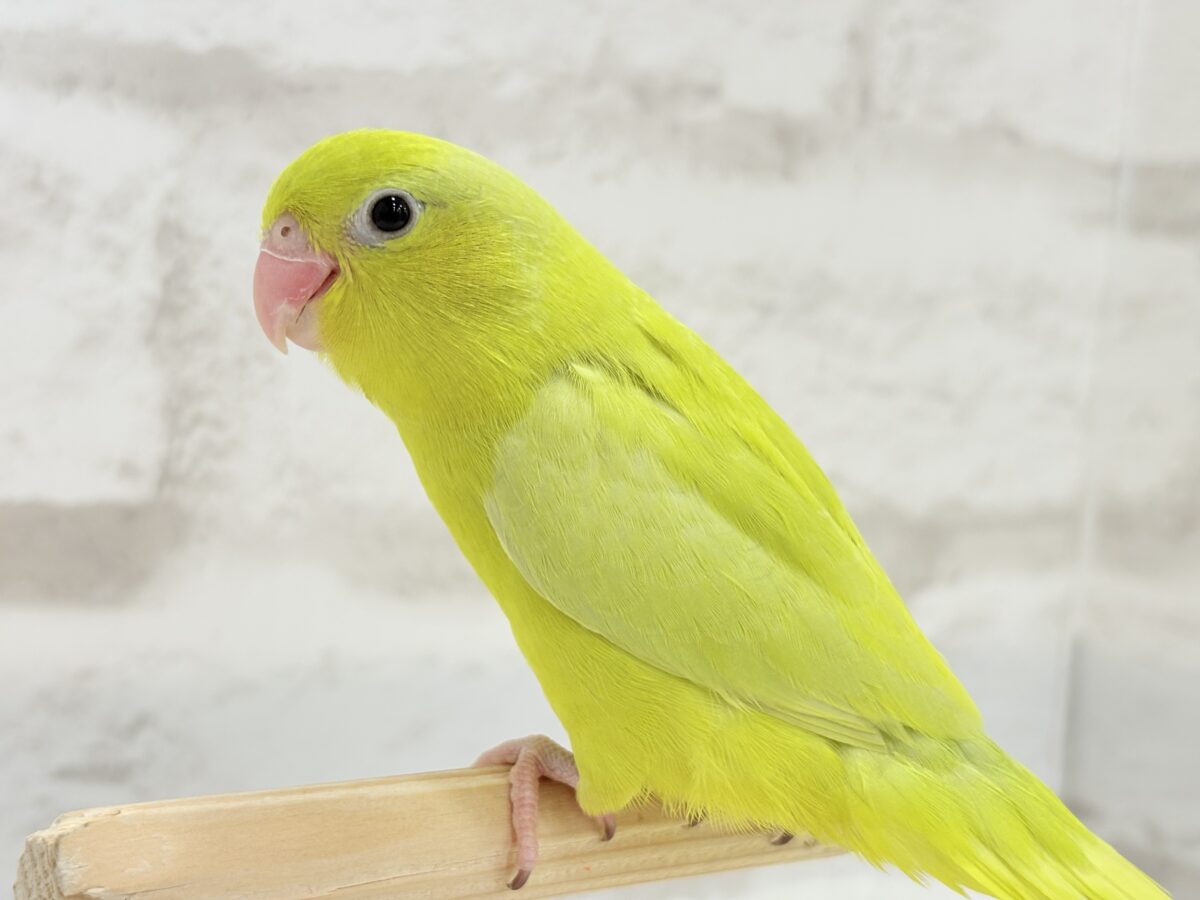 【最新画像更新🪄ひとり餌になりました☆】絶世の美マメがやってきた🐣🫛💖マメルリハ(アメリカンイエロー) 女の子 ヒナ マメルリハ