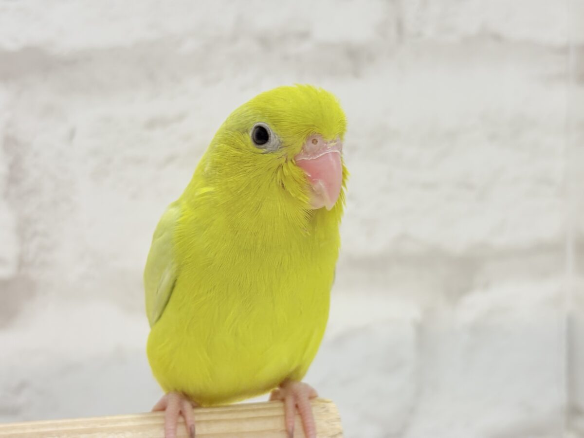 【最新画像更新🪄ひとり餌になりました☆】絶世の美マメがやってきた🐣🫛💖マメルリハ(アメリカンイエロー) 女の子 ヒナ マメルリハ