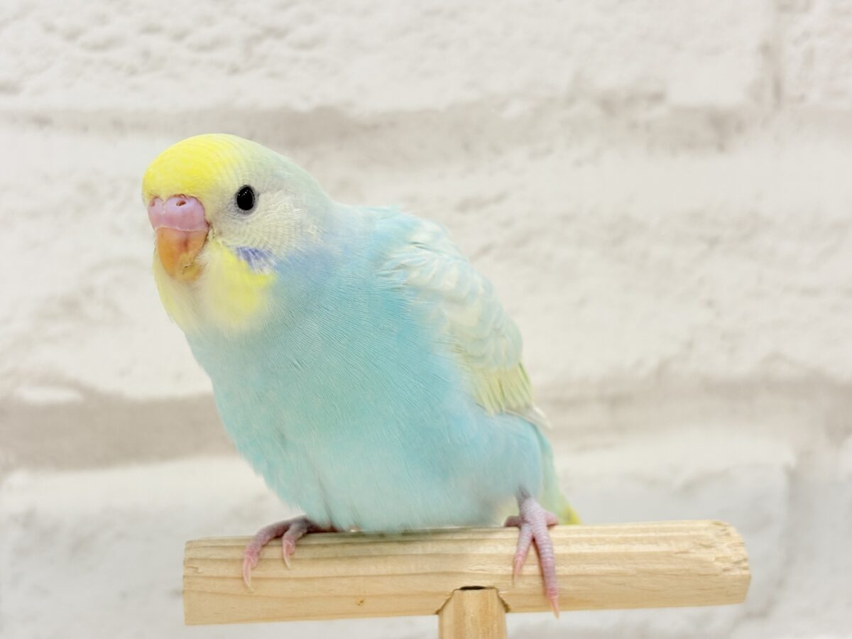 【最新画像・動画更新🪄ひとり餌になりました☆】しゅわっと爽やかソーダちゃん🐣🍾セキセイインコ(パステルレインボー) ヒナ セキセイインコ