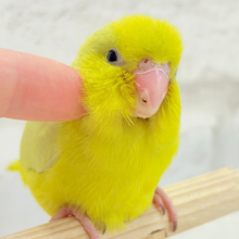 【最新画像更新🪄もうすぐひとり餌‪☆】絶世の美マメがやってきた🐣🫛💖マメルリハ(アメリカンイエロー) 女の子 ヒナ