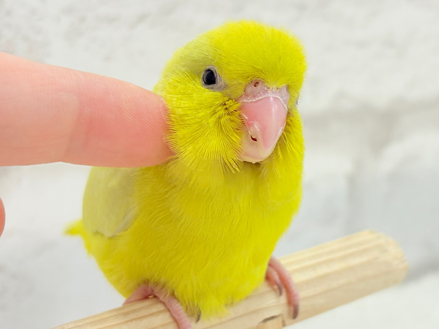 【最新画像更新🪄ひとり餌になりました☆】絶世の美マメがやってきた🐣🫛💖マメルリハ(アメリカンイエロー) 女の子 ヒナ 【最新画像更新🪄ひとり餌になりました☆】絶世の美マメがやってきた🐣🫛💖マメルリハ(アメリカンイエロー) 女の子 ヒナ