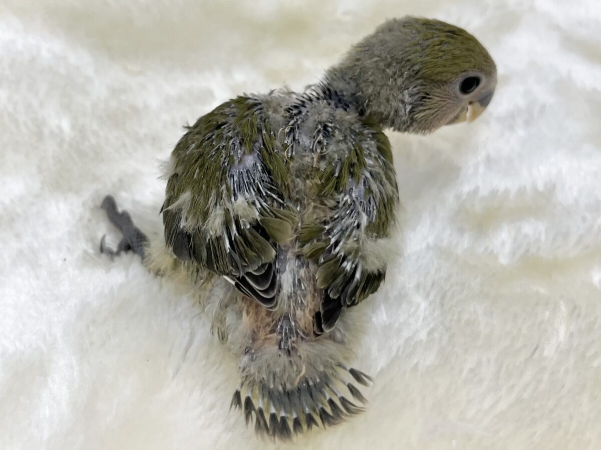 コザクラインコ（小桜インコ）