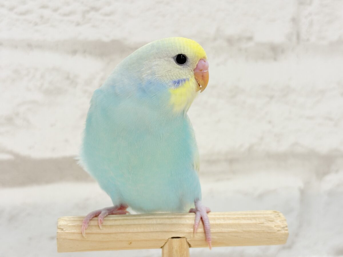 【最新画像・動画更新🪄ひとり餌になりました☆】しゅわっと爽やかソーダちゃん🐣🍾セキセイインコ(パステルレインボー) ヒナ セキセイインコ