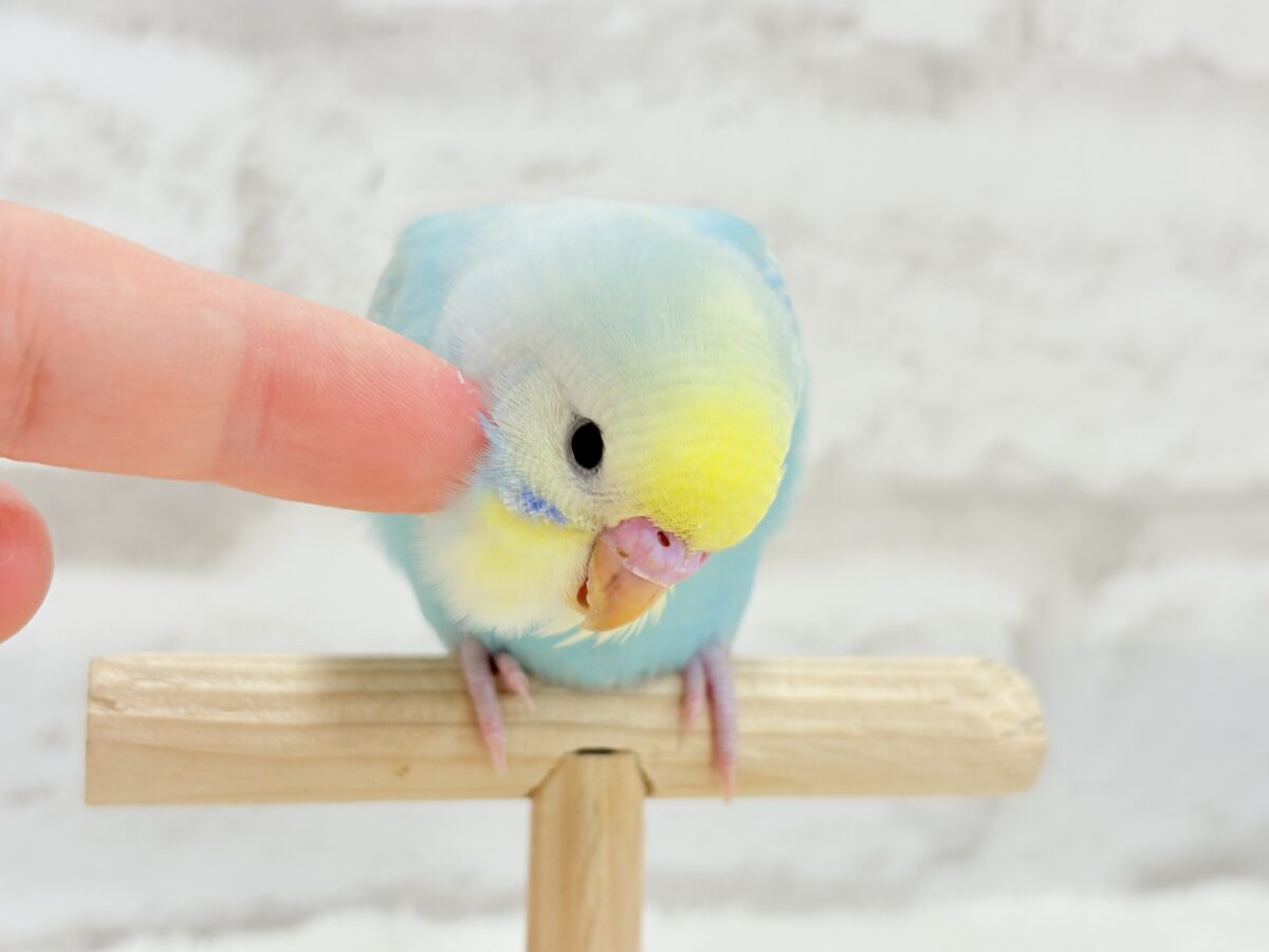 【最新画像・動画更新🪄ひとり餌になりました☆】しゅわっと爽やかソーダちゃん🐣🍾セキセイインコ(パステルレインボー) ヒナ セキセイインコ