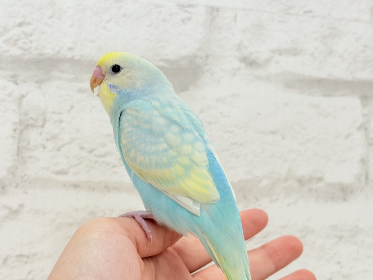 【最新画像・動画更新🪄ひとり餌になりました☆】しゅわっと爽やかソーダちゃん🐣🍾セキセイインコ(パステルレインボー) ヒナ セキセイインコ
