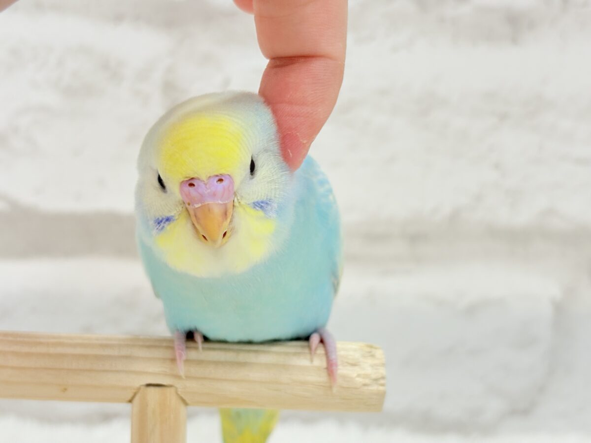 【最新画像・動画更新🪄ひとり餌になりました☆】しゅわっと爽やかソーダちゃん🐣🍾セキセイインコ(パステルレインボー) ヒナ セキセイインコ