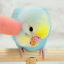 【最新画像更新🪄もうすぐひとり餌‪☆】しゅわっと爽やかソーダちゃん🐣🍾セキセイインコ(パステルレインボー) ヒナ