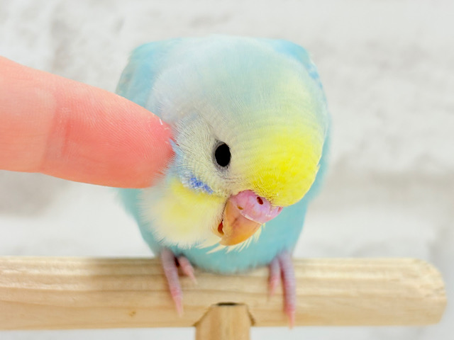 【最新画像・動画更新🪄ひとり餌になりました☆】しゅわっと爽やかソーダちゃん🐣🍾セキセイインコ(パステルレインボー) ヒナ 【最新画像・動画更新🪄ひとり餌になりました☆】しゅわっと爽やかソーダちゃん🐣🍾セキセイインコ(パステルレインボー) ヒナ