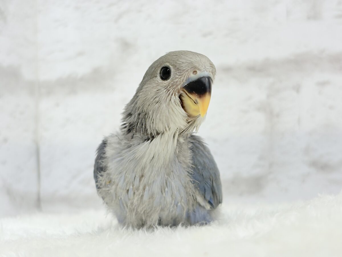 【最新画像更新🪄】甘々💖アイドルフェイス🐣🪅コザクラインコ(バイオレット) ヒナ コザクラインコ(小桜インコ)