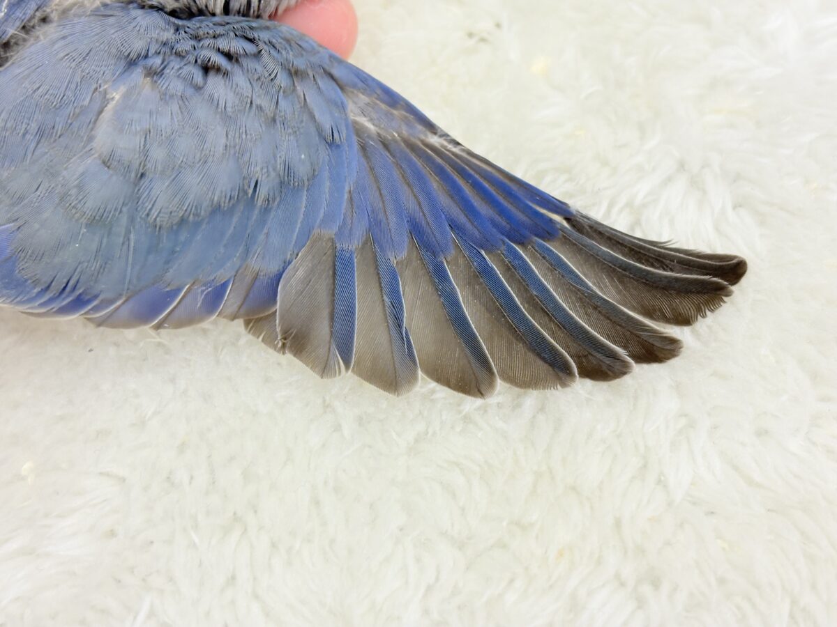 【最新画像更新🪄】甘々💖アイドルフェイス🐣🪅コザクラインコ(バイオレット) ヒナ コザクラインコ(小桜インコ)