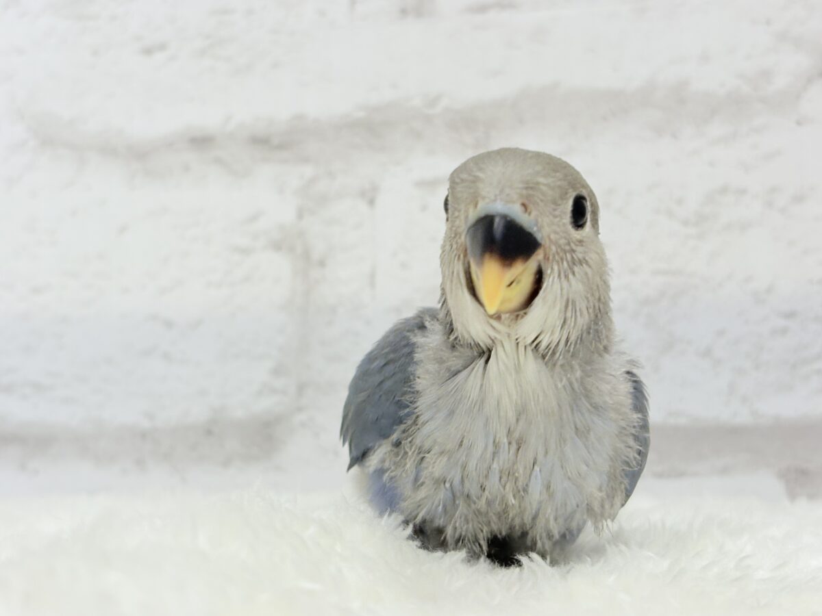 コザクラインコ（小桜インコ）