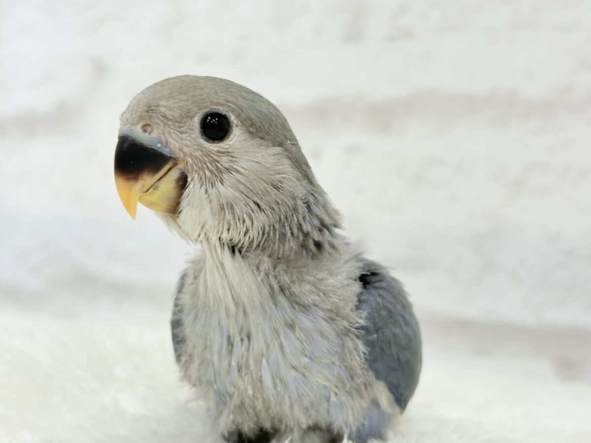 【最新画像更新🪄】甘々💖アイドルフェイス🐣🪅コザクラインコ(バイオレット) ヒナ コザクラインコ(小桜インコ)