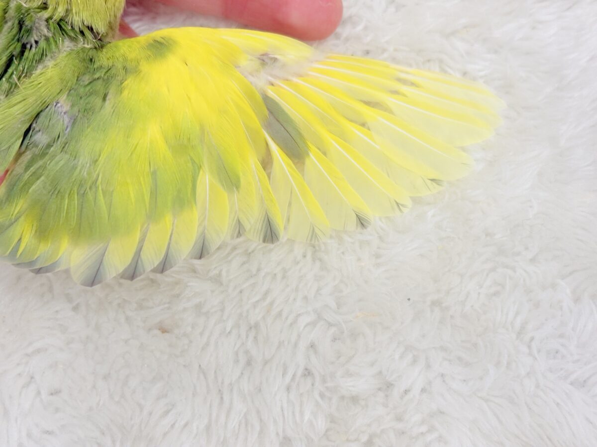 【最新画像・動画更新🪄】きゅるるんおめめのハッピーコザたん🐣💐コザクラインコ(タイガーチェリー) ヒナ コザクラインコ(小桜インコ)