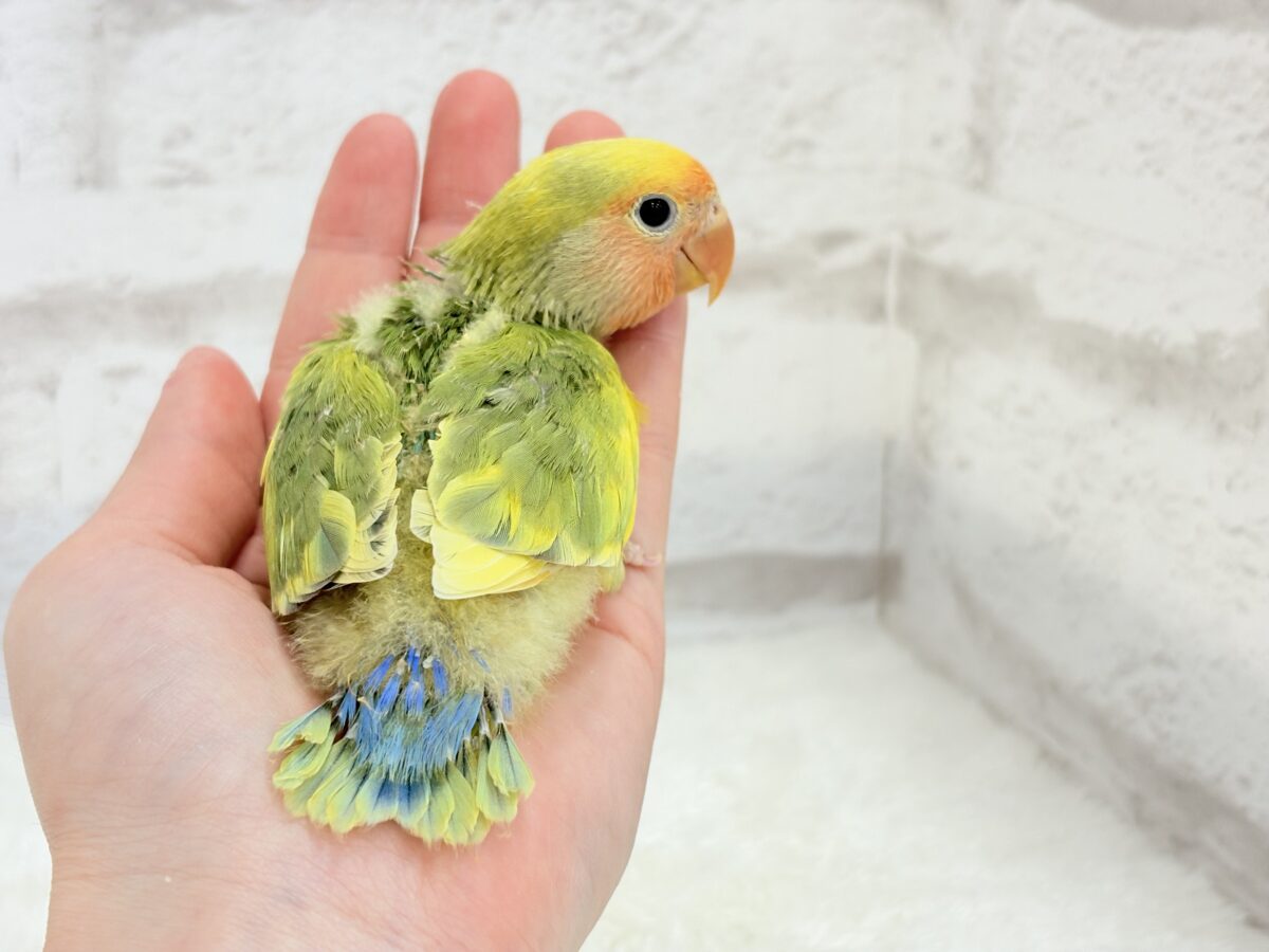 コザクラインコ（小桜インコ）