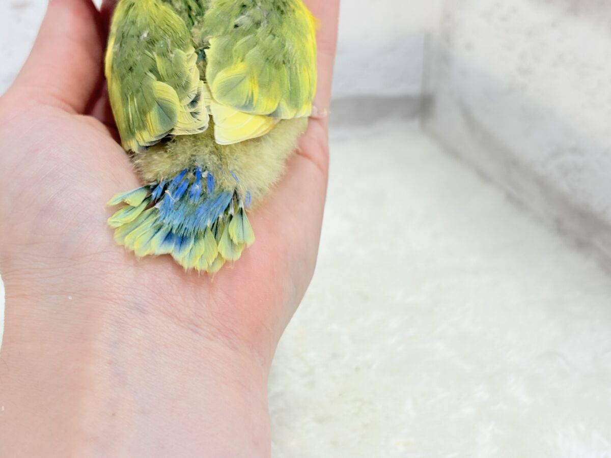 コザクラインコ（小桜インコ）