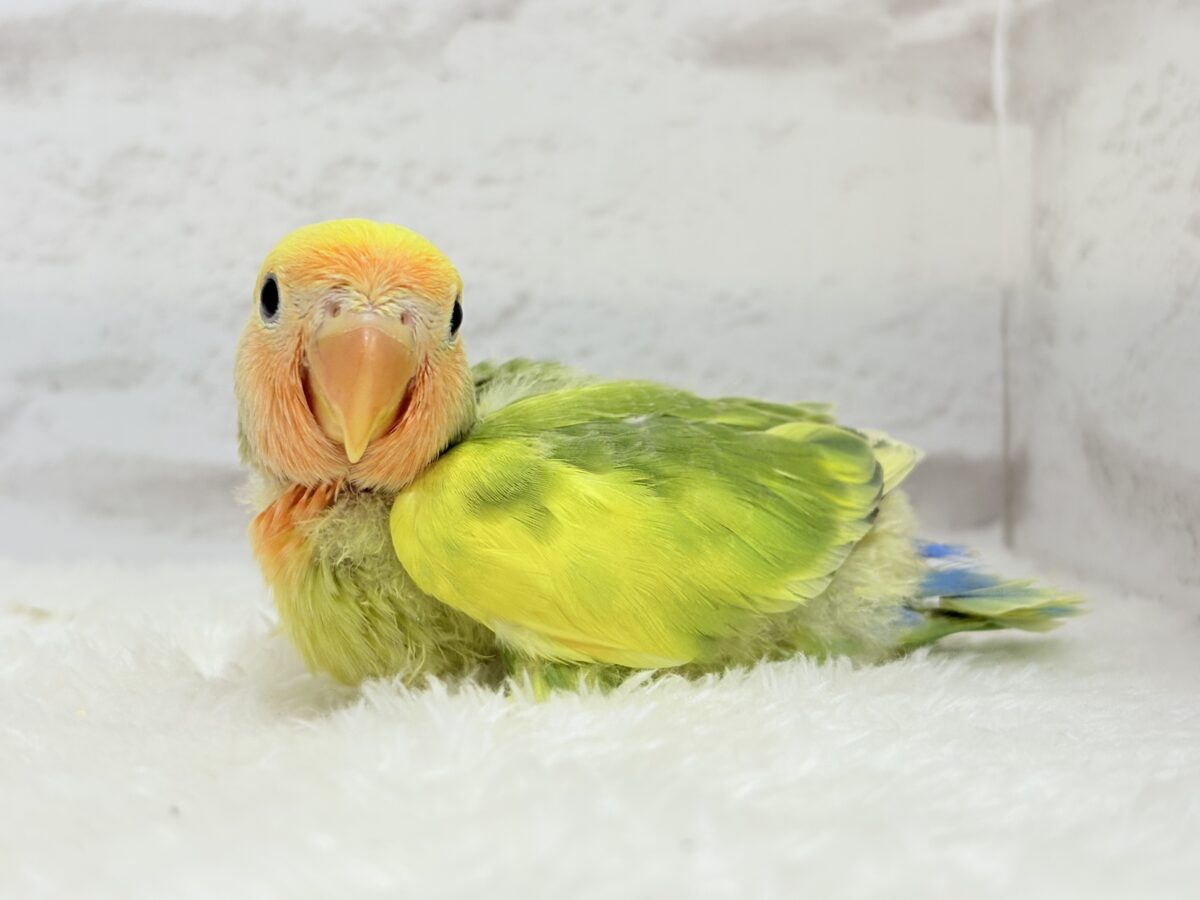 【最新画像・動画更新🪄】きゅるるんおめめのハッピーコザたん🐣💐コザクラインコ(タイガーチェリー) ヒナ コザクラインコ(小桜インコ)