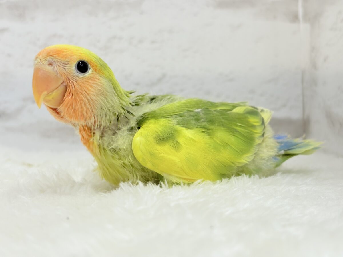 コザクラインコ（小桜インコ）