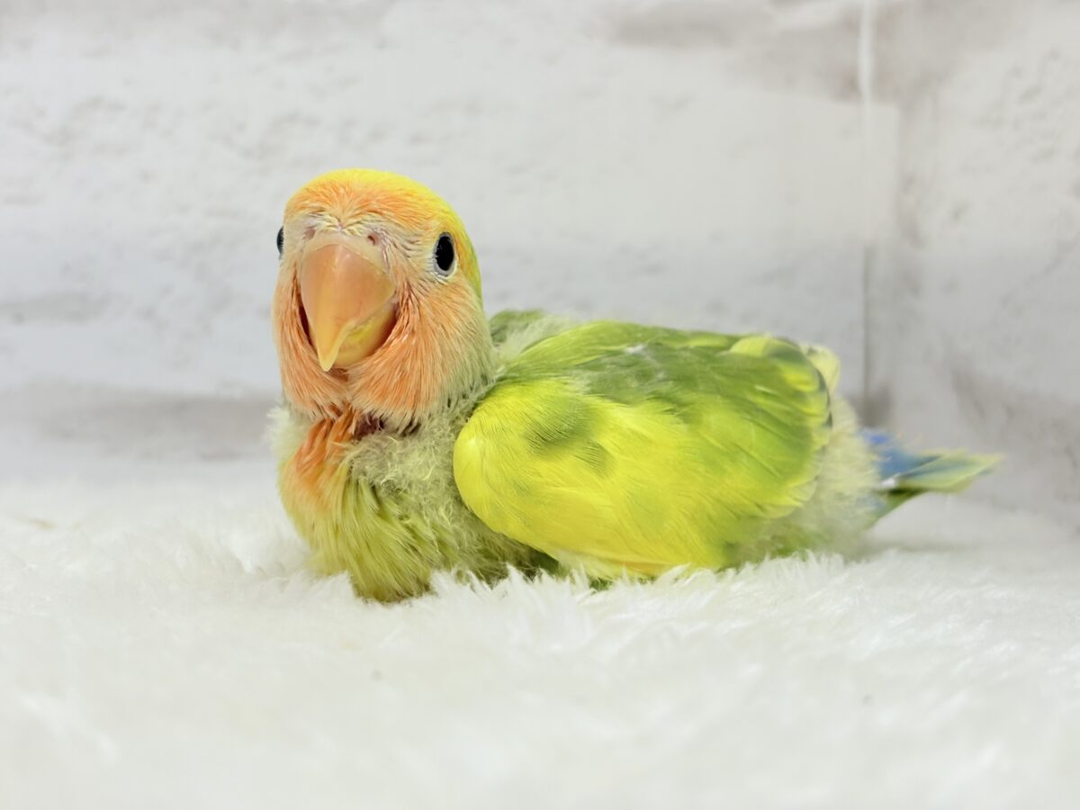 コザクラインコ（小桜インコ）