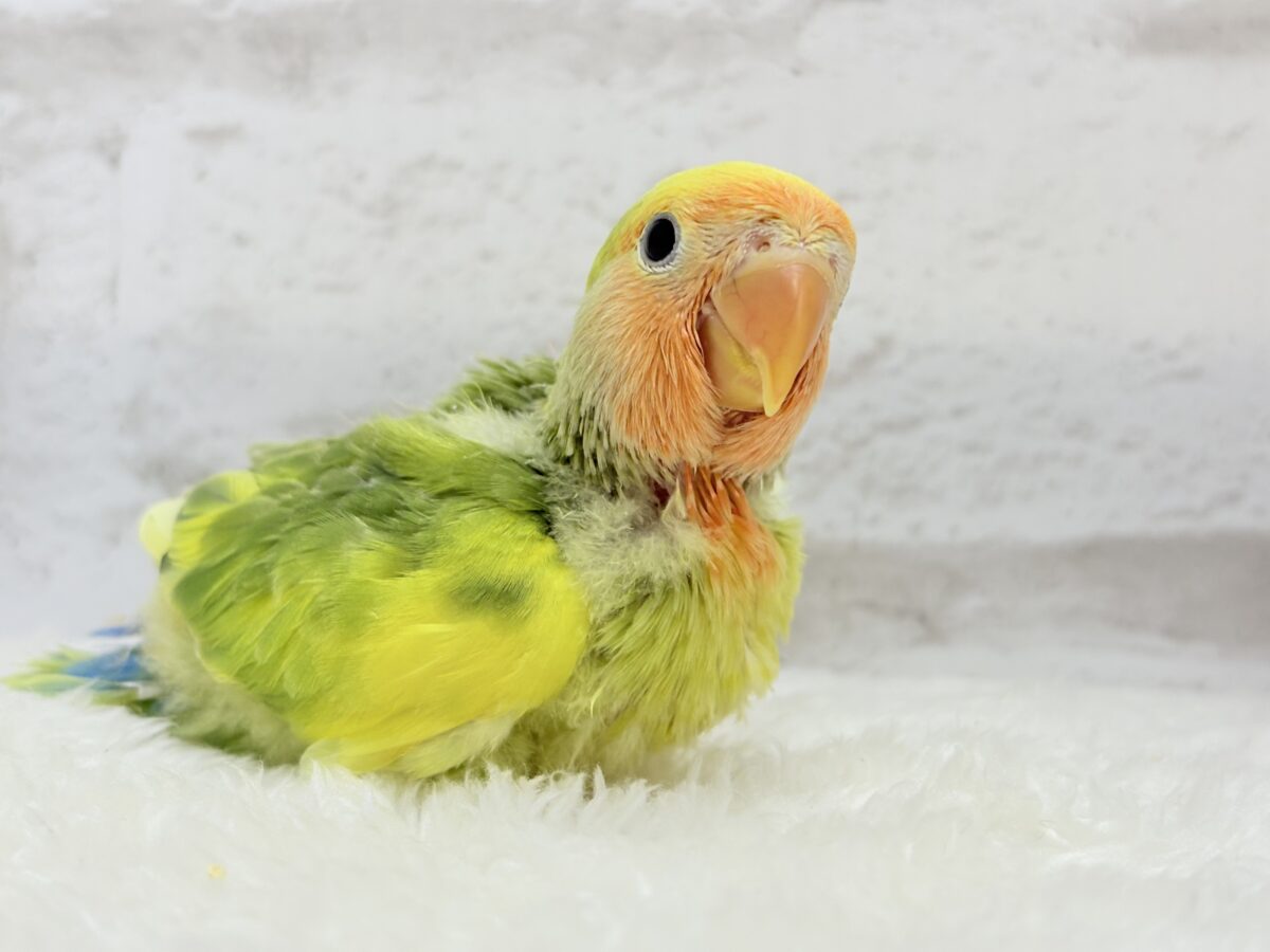 【最新画像・動画更新🪄】きゅるるんおめめのハッピーコザたん🐣💐コザクラインコ(タイガーチェリー) ヒナ コザクラインコ(小桜インコ)
