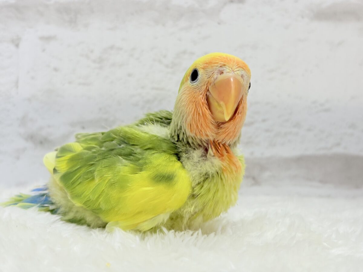 コザクラインコ（小桜インコ）