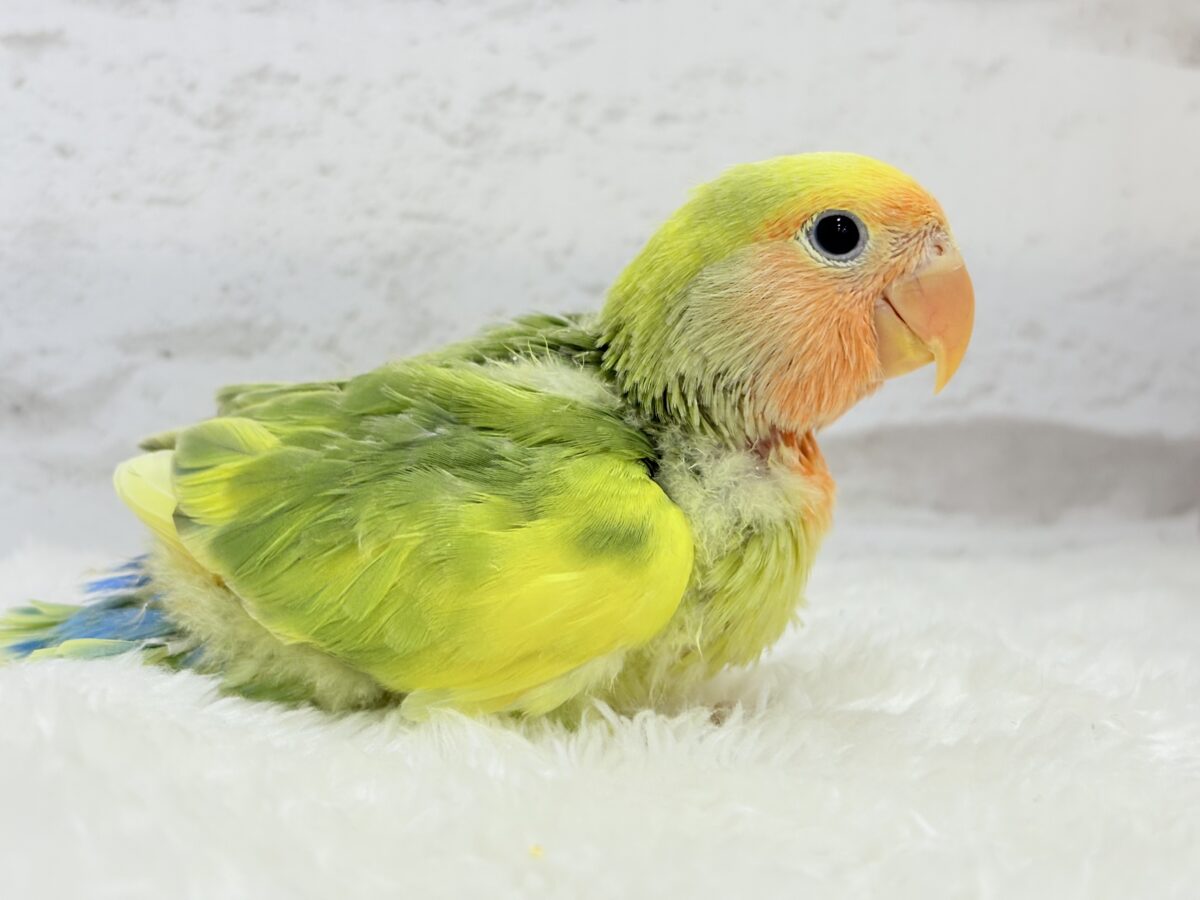 コザクラインコ（小桜インコ）