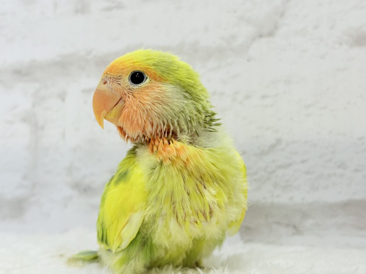 コザクラインコ（小桜インコ）
