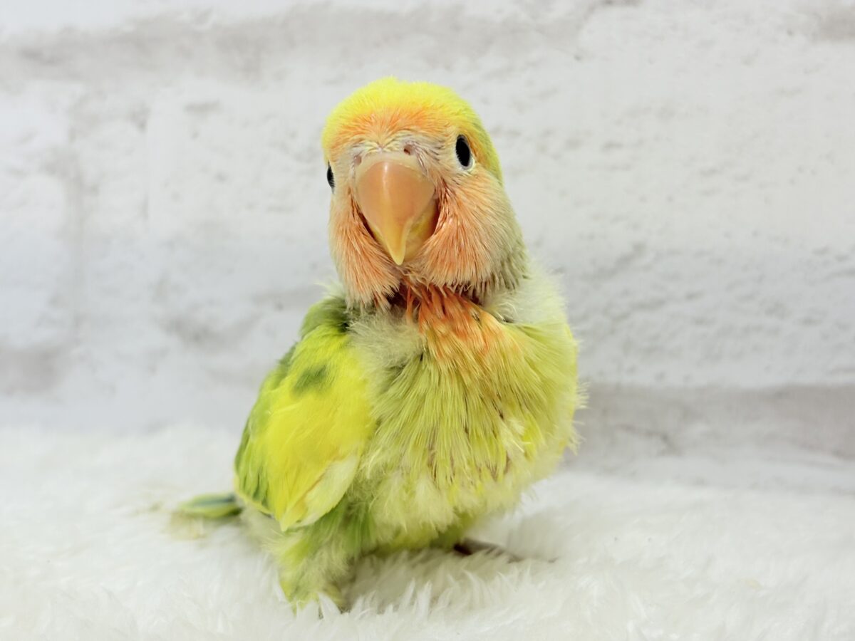 コザクラインコ（小桜インコ）