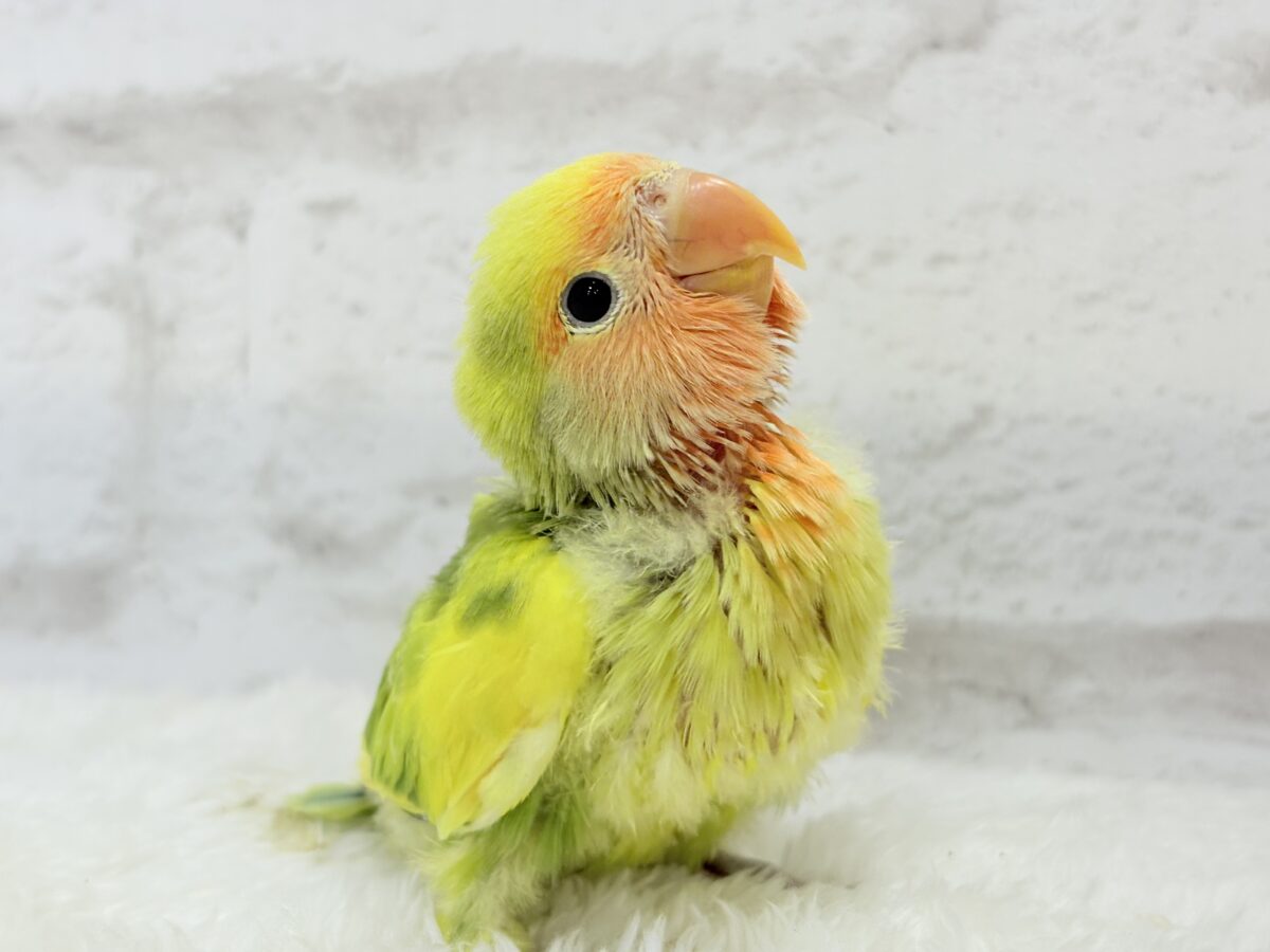【最新画像・動画更新🪄】きゅるるんおめめのハッピーコザたん🐣💐コザクラインコ(タイガーチェリー) ヒナ コザクラインコ(小桜インコ)