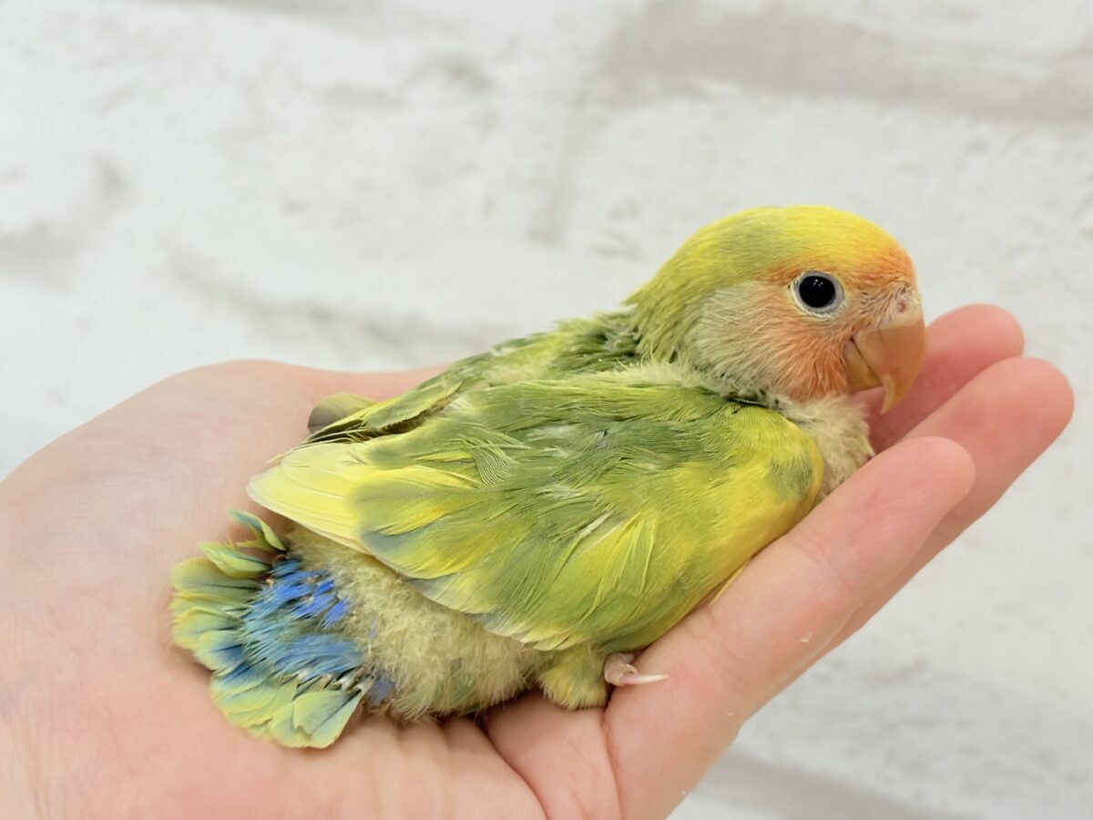 コザクラインコ（小桜インコ）