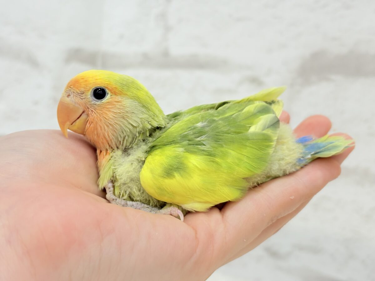コザクラインコ（小桜インコ）