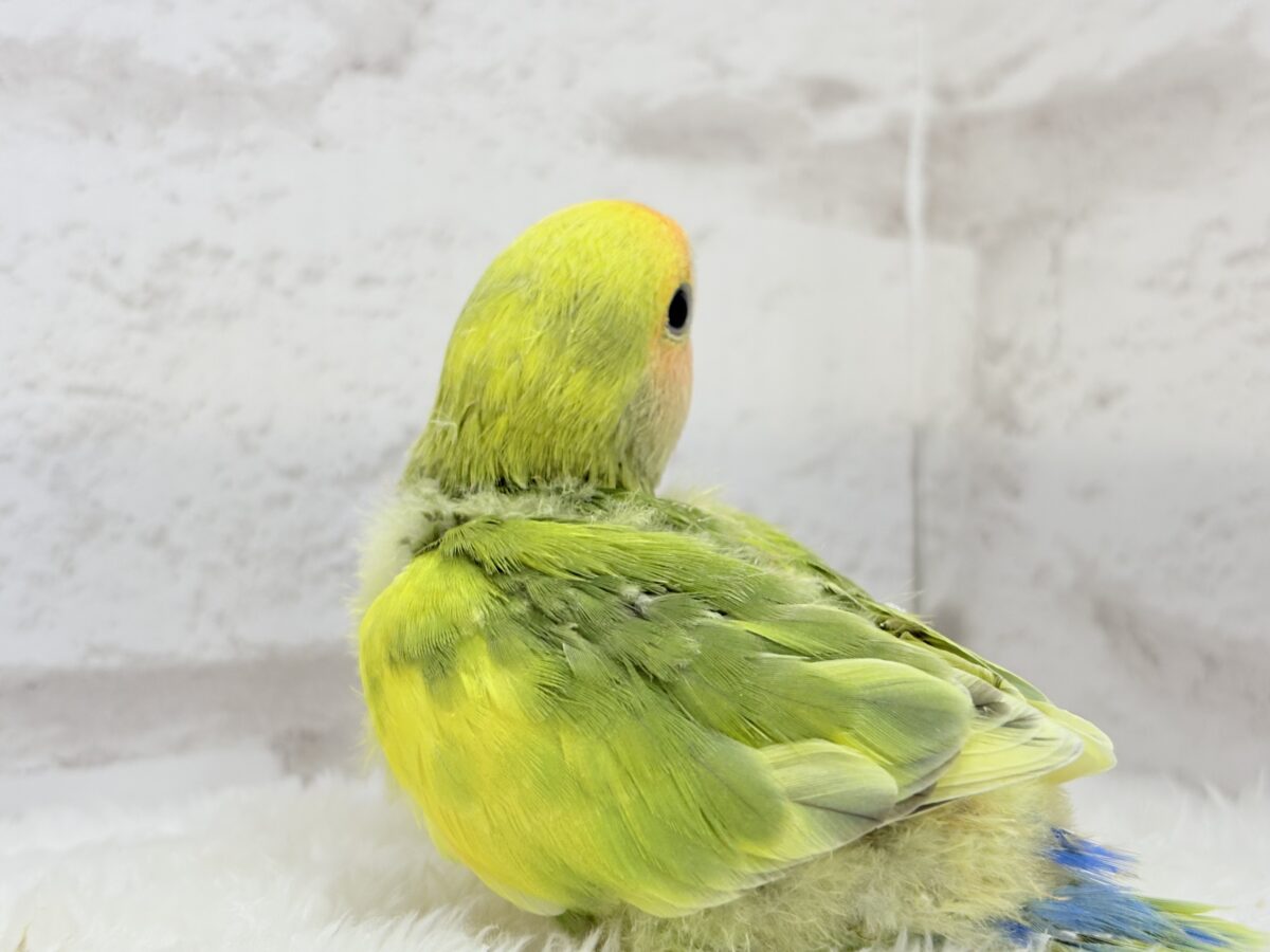 コザクラインコ（小桜インコ）