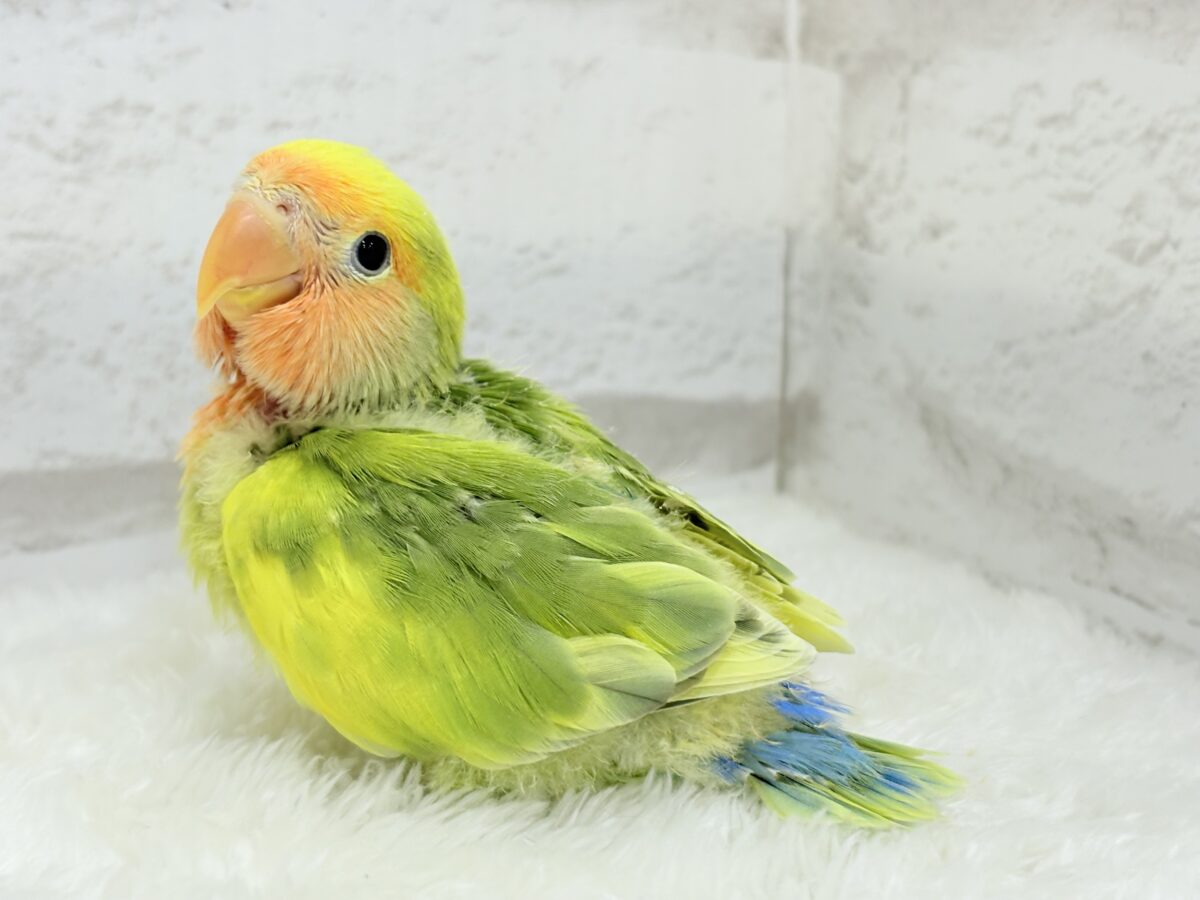 【最新画像・動画更新🪄】きゅるるんおめめのハッピーコザたん🐣💐コザクラインコ(タイガーチェリー) ヒナ コザクラインコ(小桜インコ)