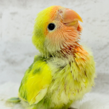 【最新画像更新🪄】きゅるるんおめめのハッピーコザたん🐣💐コザクラインコ(タイガーチェリー) ヒナ