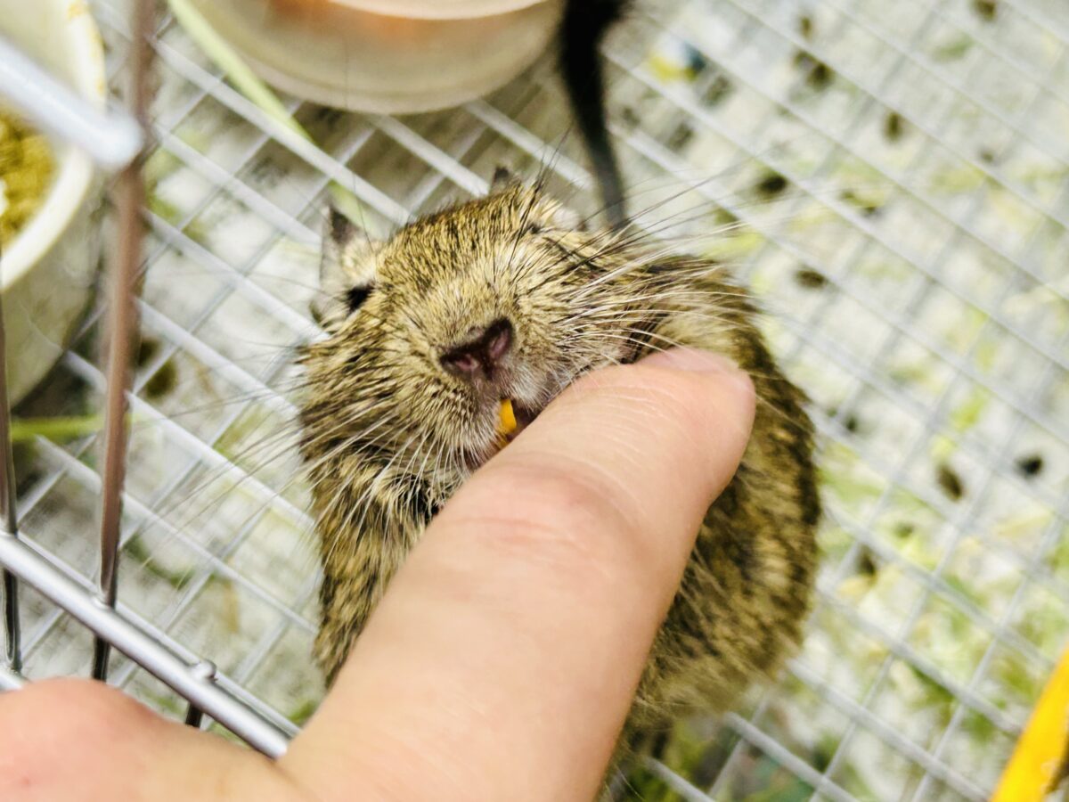 デグー