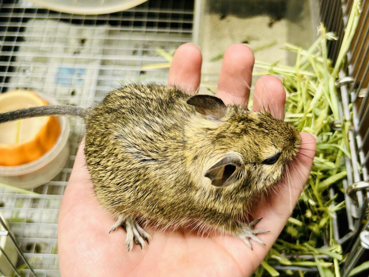 デグー