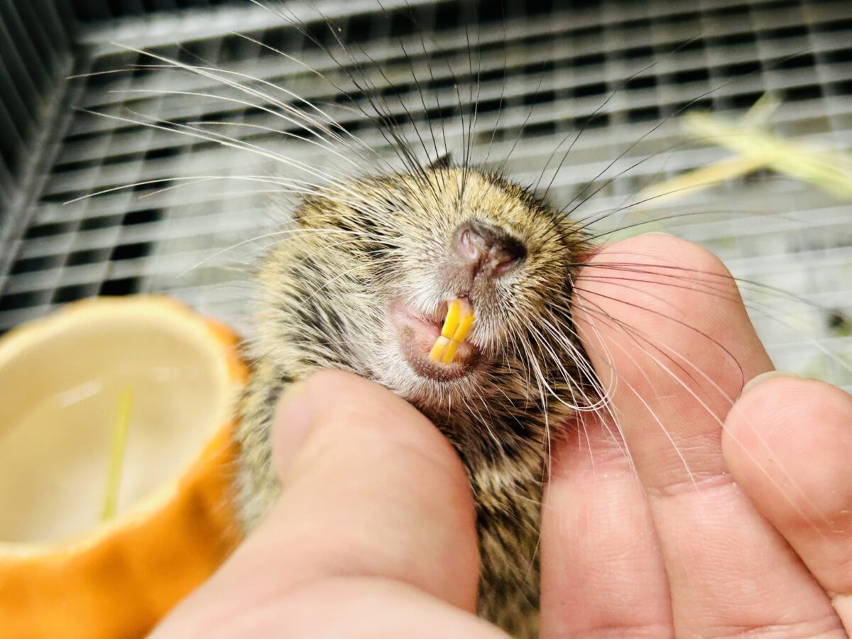 デグー
